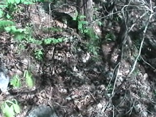 Crotalus Horridus Horridus Camo.jpg [37 Kb]